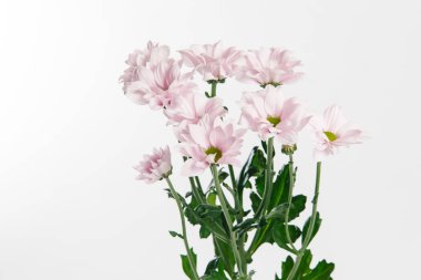 krizantem; Marguerite; taç daisy