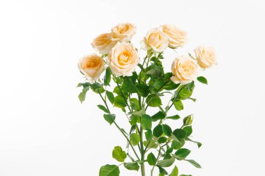 Şeftali renginde bahçe gül beyaz zemin üzerine taze sürgün