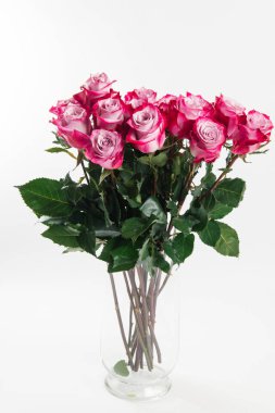 Muhteşem beyaz arka plan üzerinde yaprakları üzerinde gradyan ile pembe gül buketi