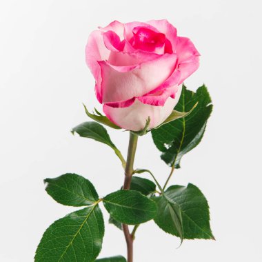 Beyaz zemin üzerine pembe ve beyaz gül görünümü Kapat