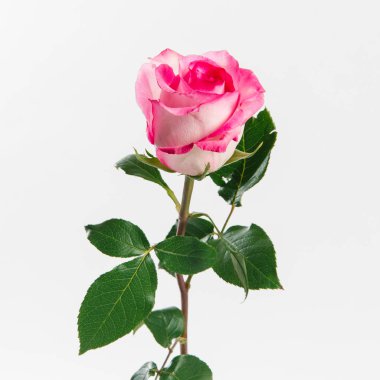 Beyaz zemin üzerine pembe ve beyaz gül görünümü Kapat