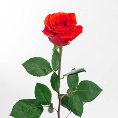 Taze kırmızı gül izole üzerinde beyaz bir arka plan görünümünü kapat