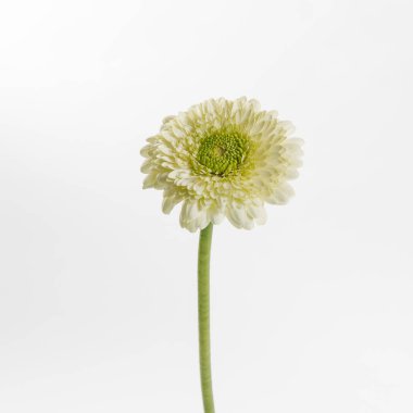 Beyaz arka plan üzerinde izole bir yeşil ve beyaz gerbera