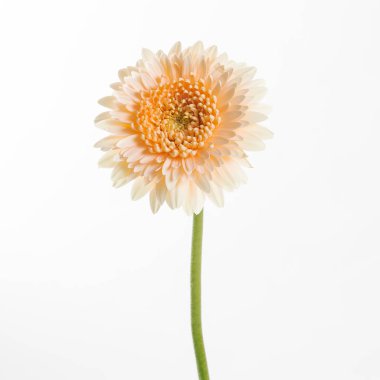 Beyaz arka plan üzerinde izole bir ihale şeftali renkli gerbera