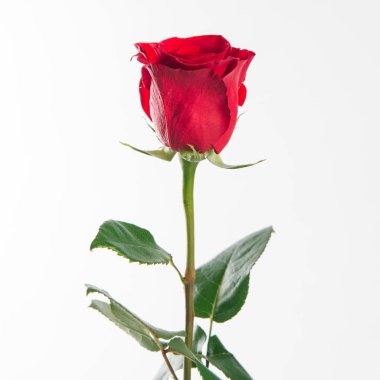 Taze kırmızı gül izole üzerinde beyaz bir arka plan görünümünü kapat