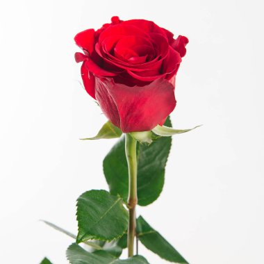 Taze kırmızı gül izole üzerinde beyaz bir arka plan görünümünü kapat