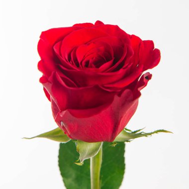 Taze kırmızı gül izole üzerinde beyaz bir arka plan görünümünü kapat