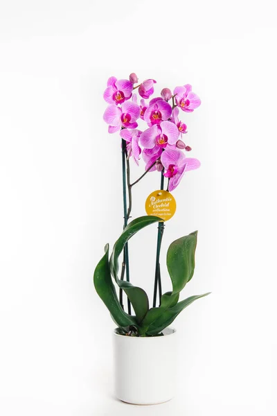 Beyaz arka plan üzerinde izole taze Pembe orkide