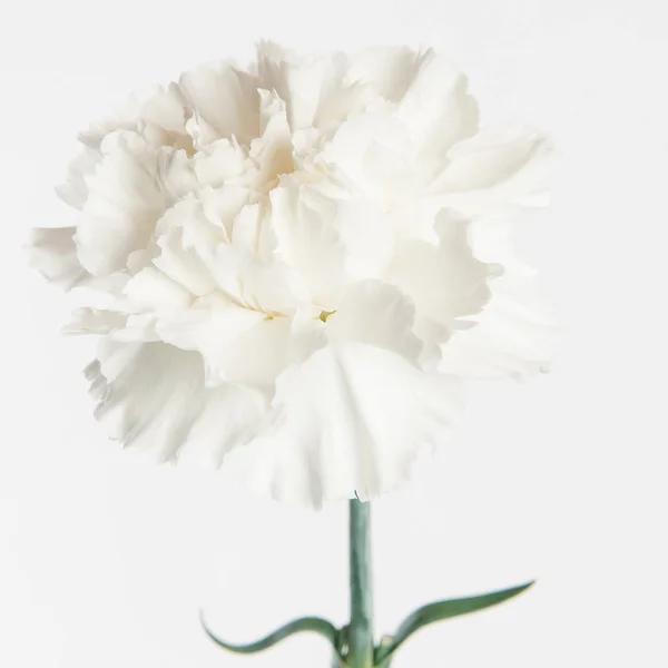 Close View Tender White Carnation Isolated White Background — Stock Photo, Image