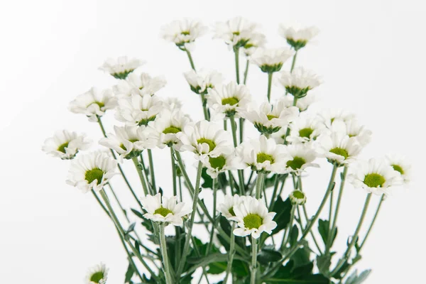 Krizantém Marguerite Korona Daisy — Stock Fotó