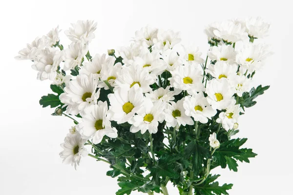 Big fresh bouquet of white chrysanthemums on white background