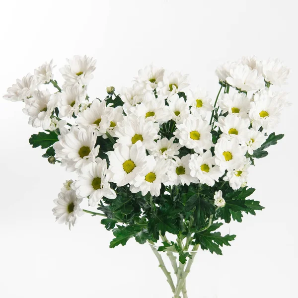 Big fresh bouquet of white chrysanthemums on white background
