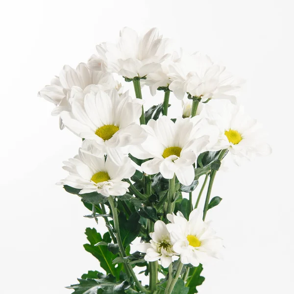Close view of white little chrysanthemums on white background