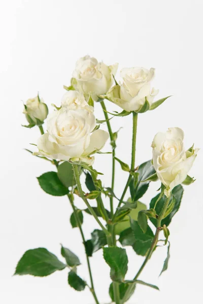 Fresh Twigs White Garden Roses Isolated White Background — Stock Photo, Image