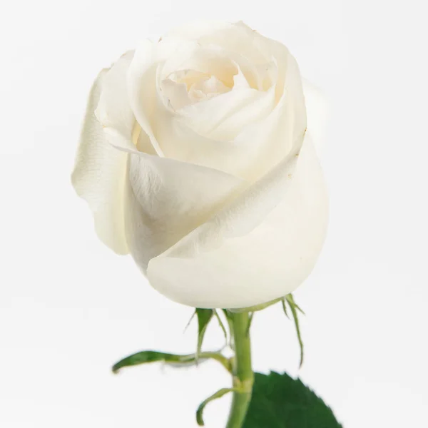 Close View Elegant White Rose Isolated White Background — Stock Photo, Image