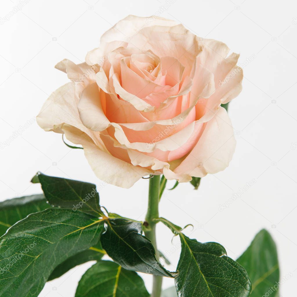 Close view of tender peach-coloured rose isolated on white background
