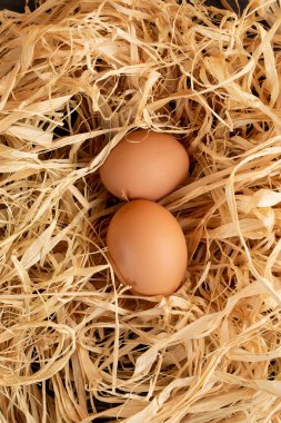 bir gri arka plan kopya alanı, üstten görünüm üzerinde yuvadaki yumurta