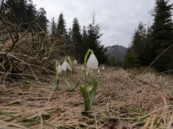 Snowdrops growing in nature near forest under cloudy sky