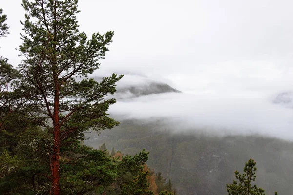 ノルウェーの森林田園地帯の霧の風景 — ストック写真
