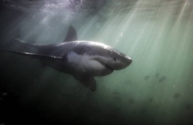 Büyük beyaz köpekbalığı (Carcharodon carcharias) sualtı yüzme 