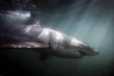 Büyük beyaz köpekbalığı (Carcharodon carcharias) sualtı yüzme 