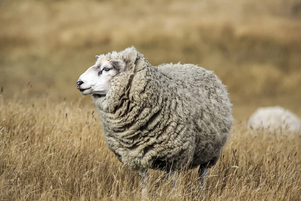 Sheep Full Fleece Wool Just Summer Shearing New Zealand — Stock Photo, Image