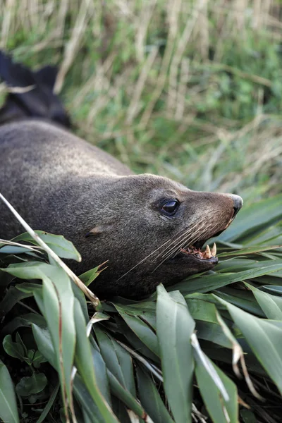 Neuseeland Pelzrobbe Arctocephalus Forsteri Ruht Auf Flachsbusch — Stockfoto