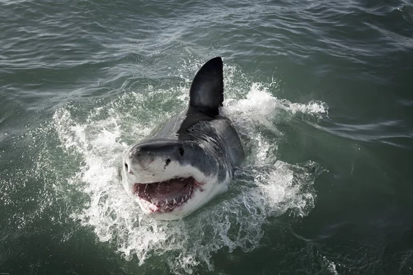 Grande Tubarão Branco Carcharodon Carcharias Que Invade Superfície Oceânica — Fotografia de Stock