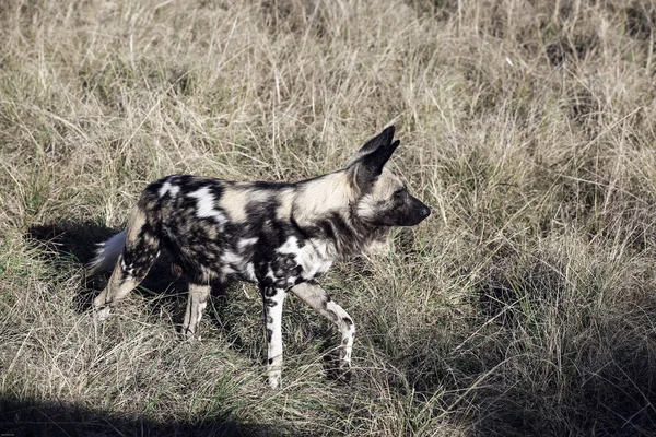 African Wild Dog Lycaon Pictus South Africa — Stock Photo, Image