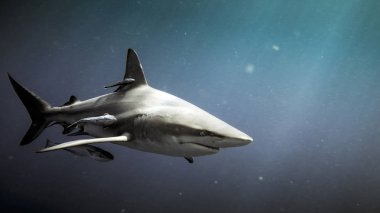Oceanic blacktip shark (Carcharhinus limbatus) and remora fish underwater in Natal, South Africa clipart