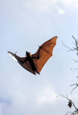 Gökyüzünde Hint uçan tilkisi (Pteropus giganteus) 