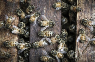 Kovan üzerinde meşgul bal arıları