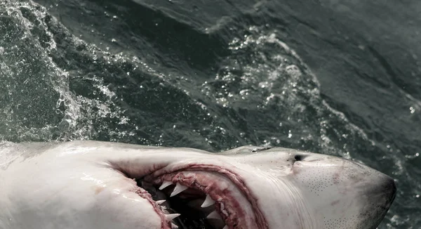 Grande Tubarão Branco Carcharodon Carcharias Nadando Superfície Oceano África Sul — Fotografia de Stock