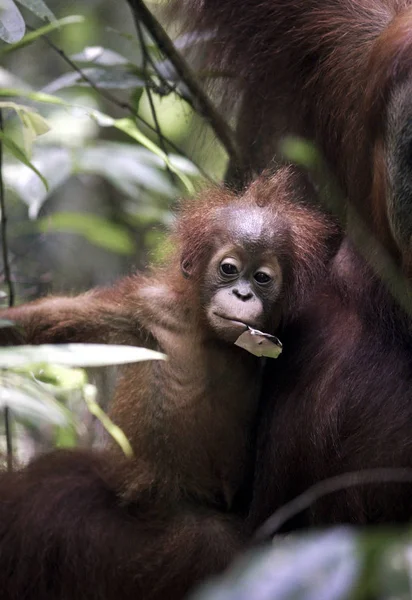 Bayi Orangutan Sumatra Pongo Abelii Dengan Ibu Hutan Taman Nasional — Stok Foto