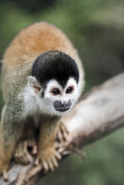 Black capped squirrel monkey on branch in Amazon rain forest, Peru