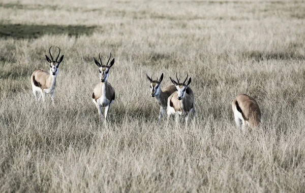 Springbok Antelope Antidorcas Marsupialis Savannah South Africa — Stock Photo, Image
