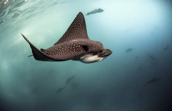 Raio Águia Manchado Aetobatus Narinari Nadando Subaquático Ilhas Galápagos — Fotografia de Stock