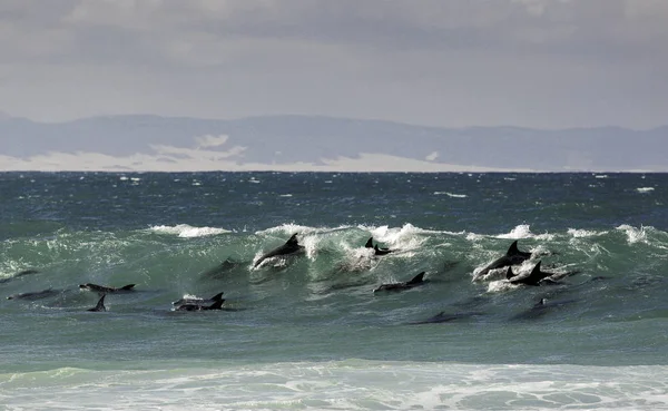 Pod Bottlenose Dolphins Surfing Wave Jeffreys Bay South Africa — Stock Photo, Image
