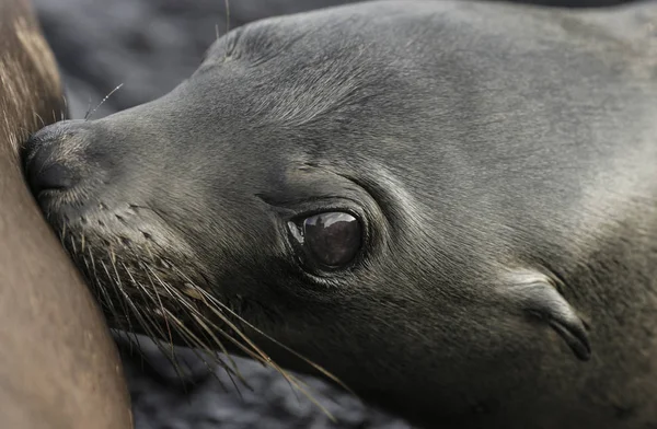 Baby Galapagos Seelöwe Zalophus Wollebaeki Trinkt Milch Von Der Mutter — Stockfoto