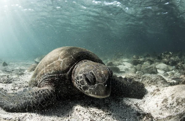 Grüne Meeresschildkröte Chelonia Mydas Ruht Auf Dem Meeresboden Der Galapagos — Stockfoto