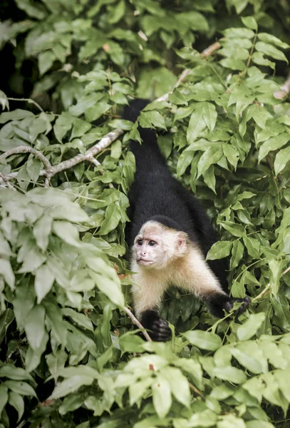 Capuchin Kepala Putih Cebus Capucinus Hutan Hujan Panama — Stok Foto