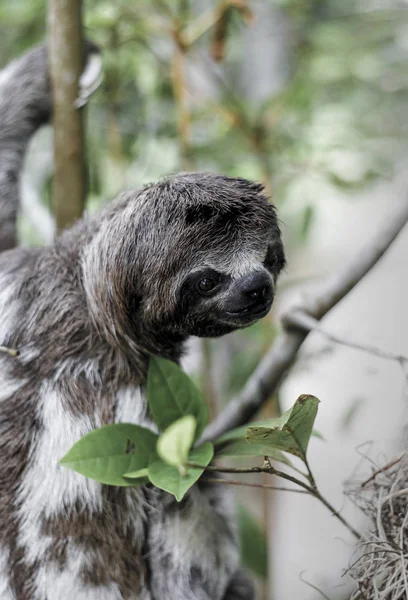 Brown Tenggorokan Kemalasan Bradypus Variegatus Memanjat Pohon — Stok Foto