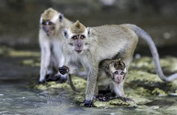Monyet Pemakan Kepiting Macaca Fascicularis Pantai Jawa Indonesia — Stok Foto