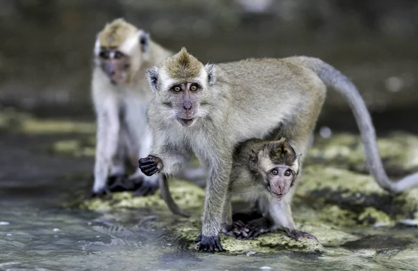 Krab Jedzenia Makak Macaca Fascicularis Małpy Plaży Javie Indonezja — Zdjęcie stockowe