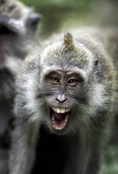 Caranguejo Comendo Macaco Macaca Fascicularis Mostrando Agressão — Fotografia de Stock