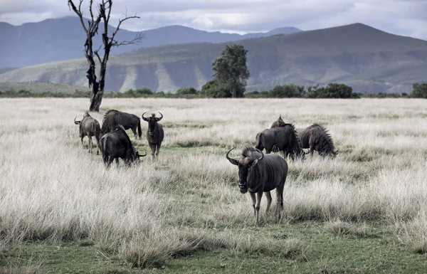 Herd Blue Wildebeest Connochaetes Taurinus Grazing African Savannah — Stock Photo, Image