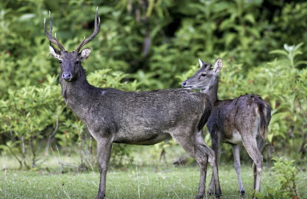 Javan Rusa Sunda Sambar Rusa Timorensis Deer Java Indonesia — Stock Photo, Image