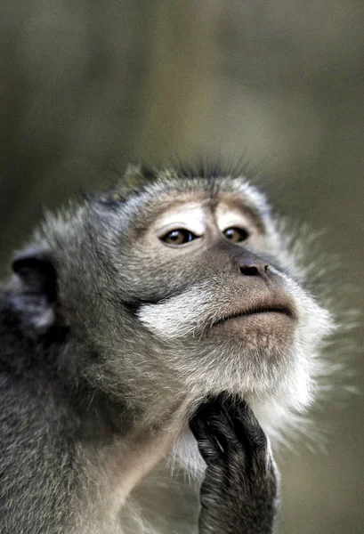 Caranguejo Comendo Macaco Macaca Fascicularis Olhando Pensativo — Fotografia de Stock