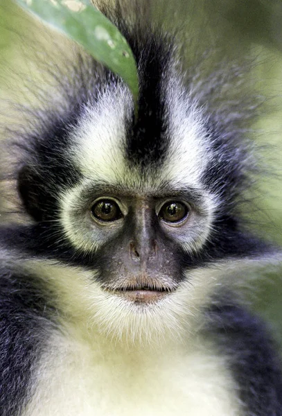 Thomas Langur Presbytis Thomasi Monkey Taman Nasional Gunung Leuser Sumatra — Stok Foto