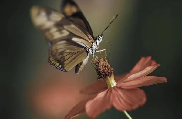 Butterfly Beporzó Virág Nézet — Stock Fotó